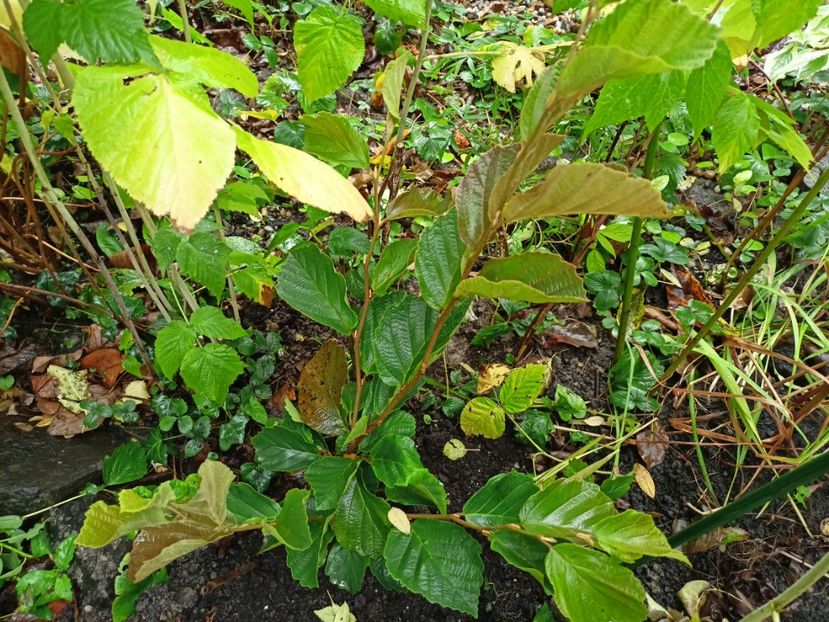 Hamamelis Amethyst - Grădina 2023 continuare 5