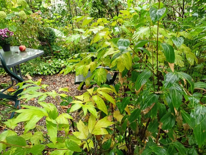 Cornus kousa Pink Lips - Grădina 2023 continuare 5