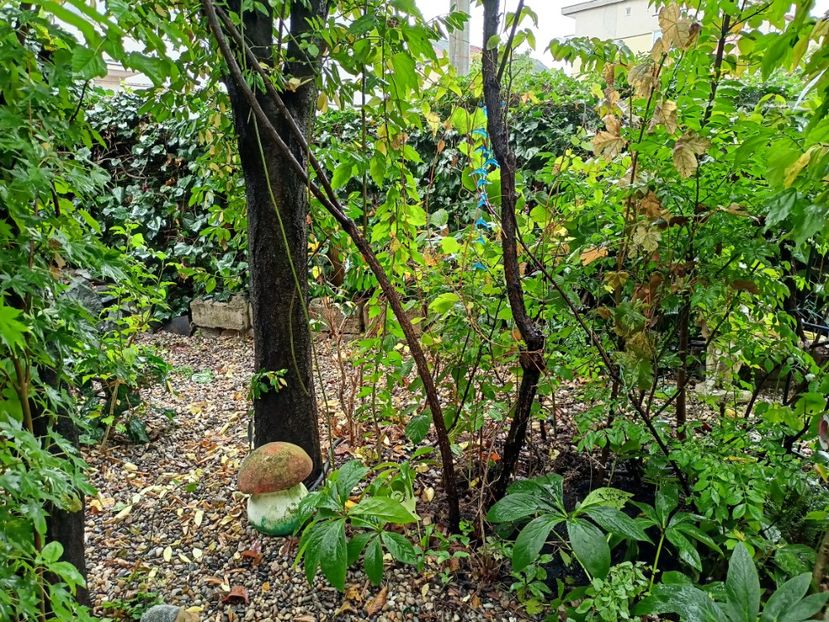  - Grădina 2023 continuare 5