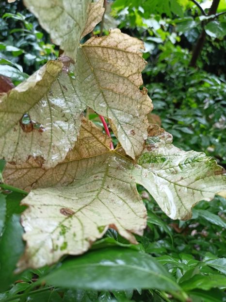  - Grădina 2023 continuare 5