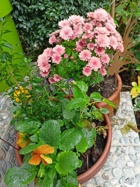  - Grădina 2023 continuare 5