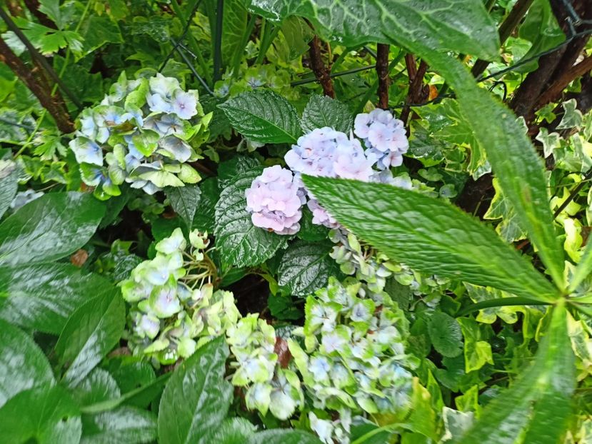  - Grădina 2023 continuare 5