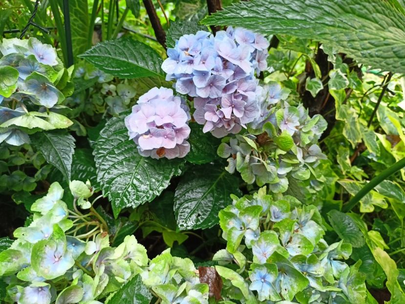  - Grădina 2023 continuare 5