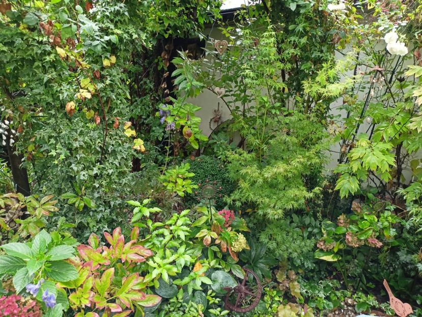  - Grădina 2023 continuare 5