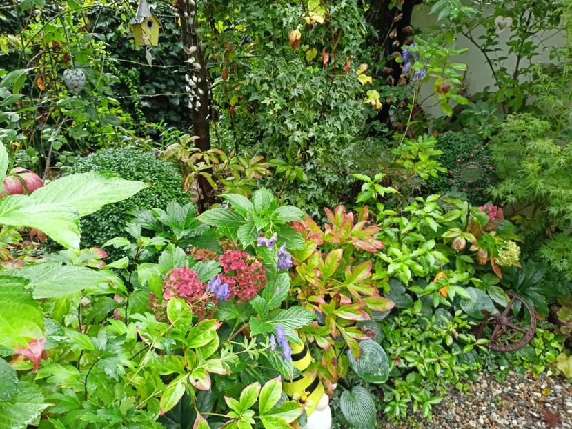  - Grădina 2023 continuare 5