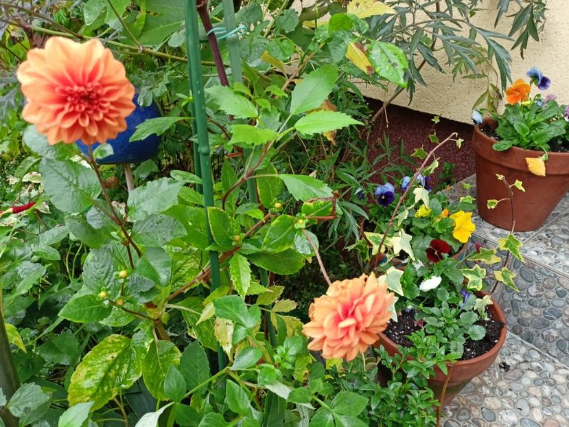  - Grădina 2023 continuare 5