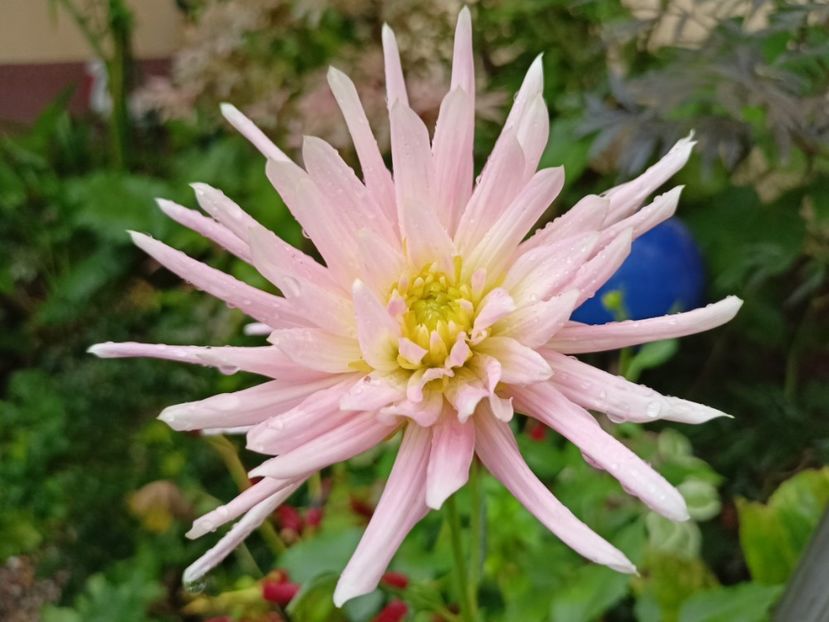 Park Princess - Grădina 2023 continuare 5