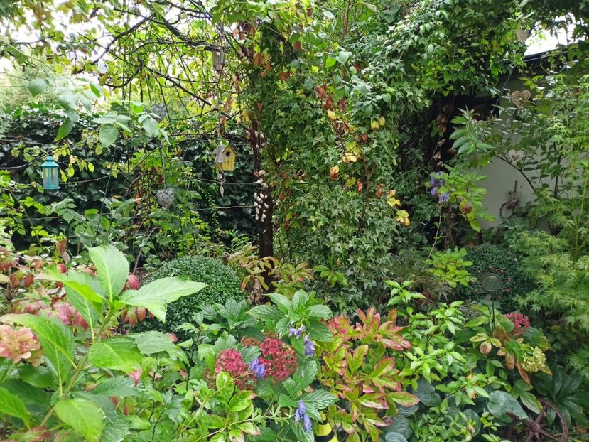  - Grădina 2023 continuare 5