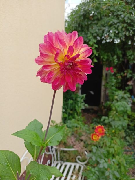  - Grădina 2023 continuare 5