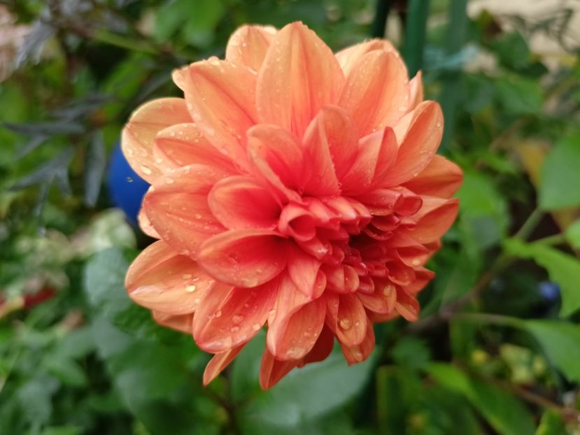  - Grădina 2023 continuare 5