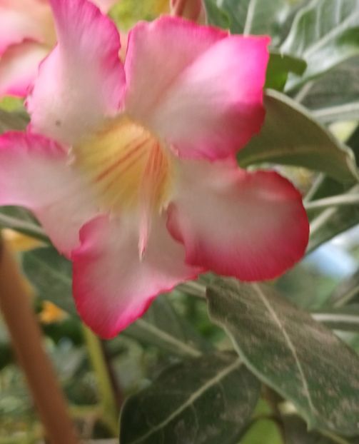  - Adenium sau trandafirul deșertului