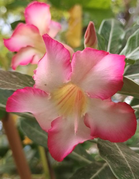  - Adenium sau trandafirul deșertului