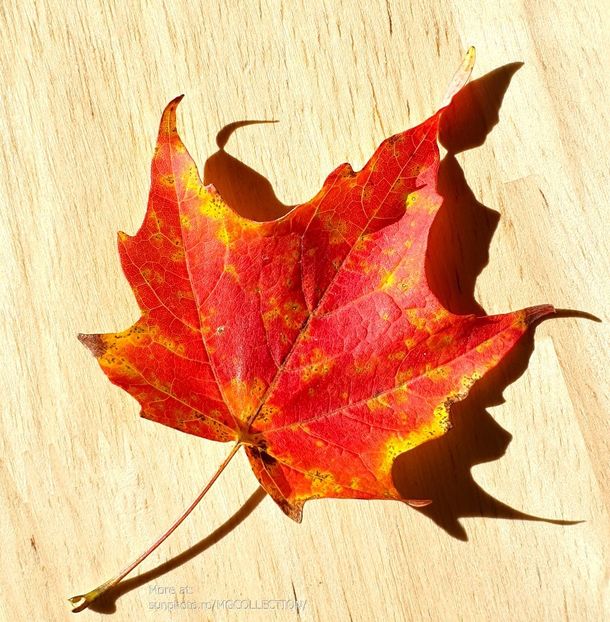 Canadian Maple Leaf - Frunza de artar canadian - DECO ART 2