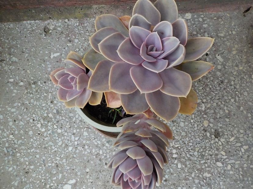  - echeveria perle von nurnberg
