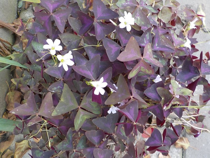  - oxalis triangularis