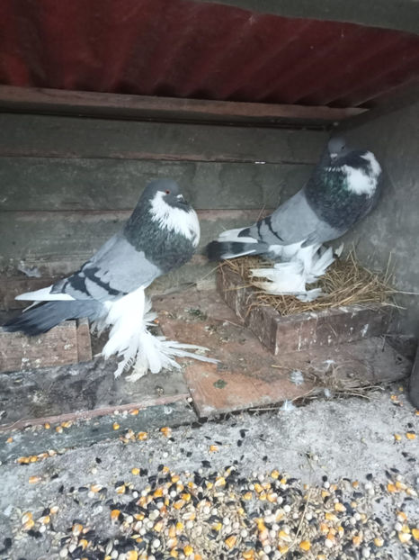  - Gusat de Pomerania