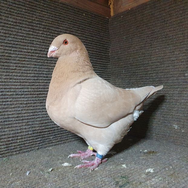  - Porumbei Vânduți