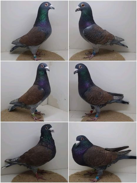  - Nu îmi aparțin 6