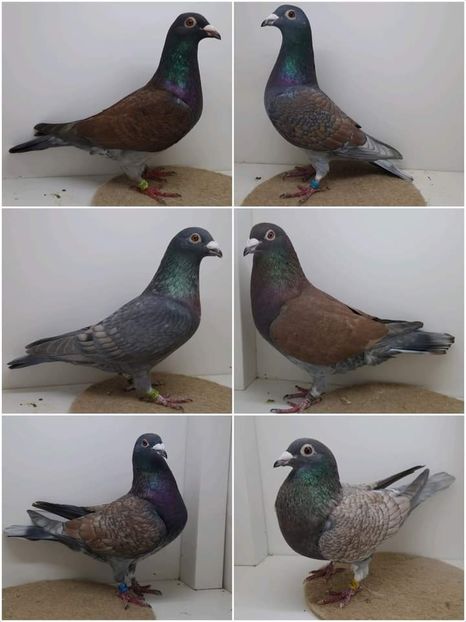  - Nu îmi aparțin 6