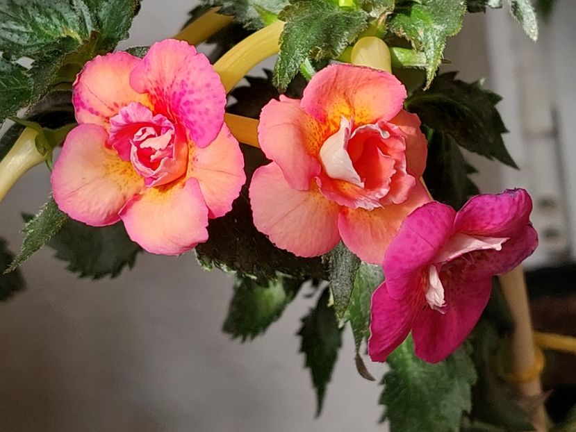  - AAA RIZOMI ACHIMENES DISPONIBILI -2023