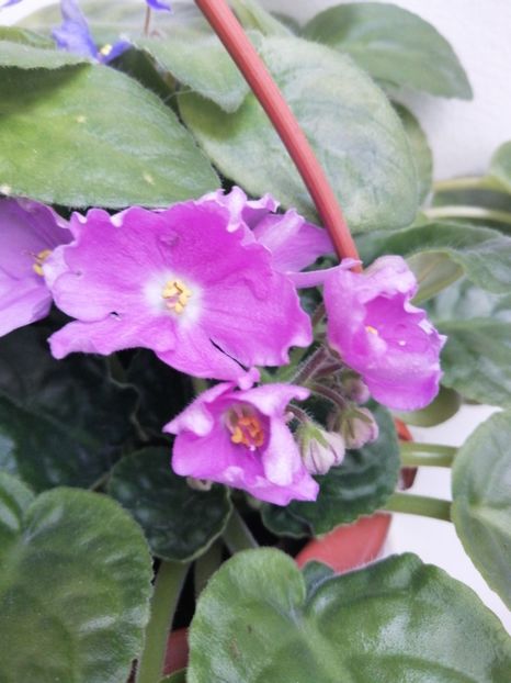  - Violete