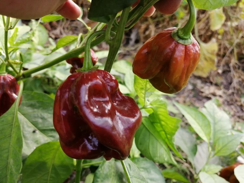  - SEMINTE ARDEI IUTE - AI 130 DEVIL S CLAW CHOCOLAT