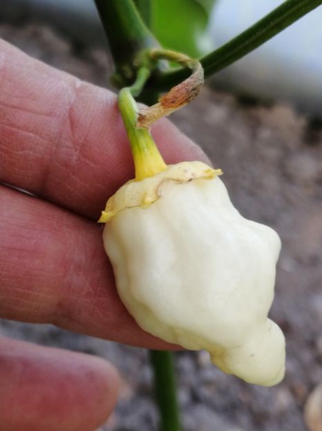  - SEMINTE ARDEI IUTE - AI 134 BUBLEGUM WHITE