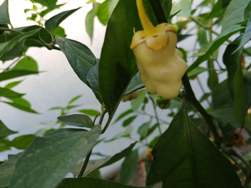  - SEMINTE ARDEI IUTE - AI 134 BUBLEGUM WHITE