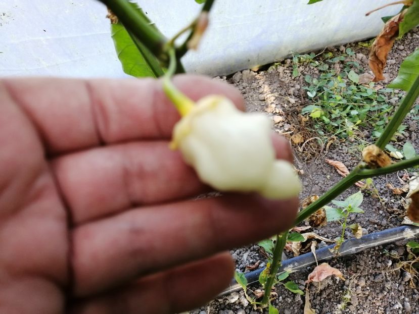  - SEMINTE ARDEI IUTE - AI 134 BUBLEGUM WHITE