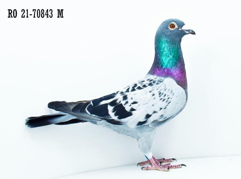 IMG-20231018-WA0006 - Porumbei voiajori la matca