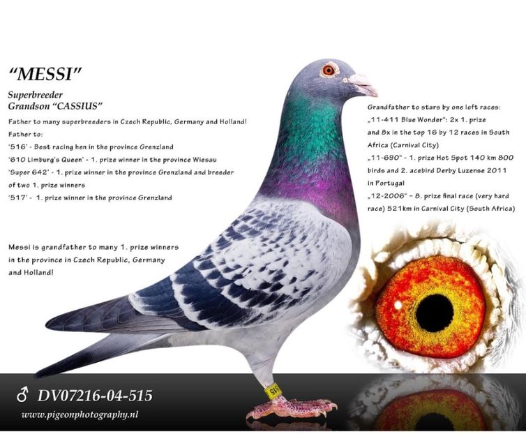 IMG-20231018-WA0007 - Porumbei voiajori la matca