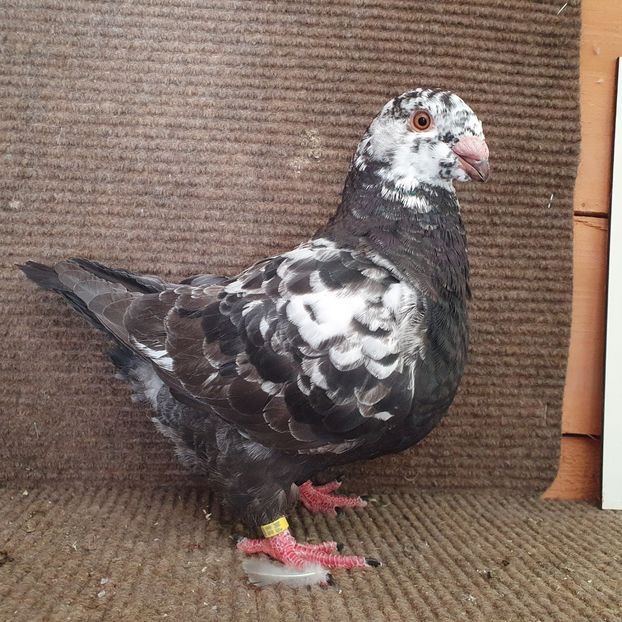  - Porumbei Vânduți