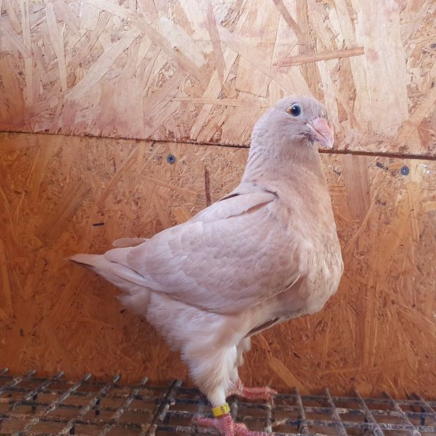  - Porumbei Vânduți