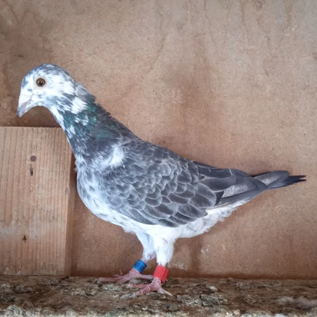 Femela 21-810 ....-20 lei - Porumbei vanduti