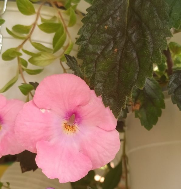  - Achimenes și Achimenantha 2023