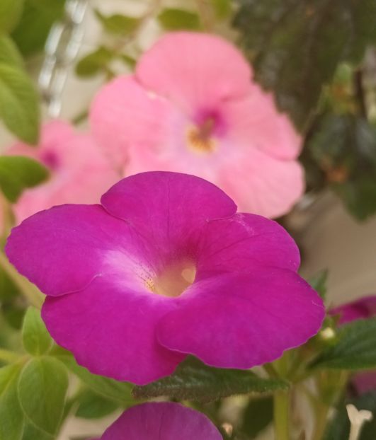  - Achimenes și Achimenantha 2023