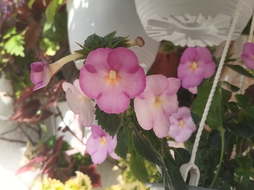 BriDs Irena - Achimenes și Achimenantha 2023