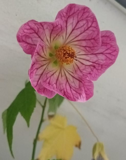 Datorita tie... multumeeeeesc! ❤️❤️❤️ - A mea dulce Mary