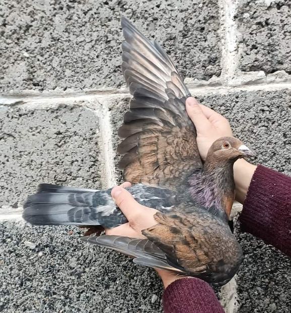  - Nu îmi aparțin 6