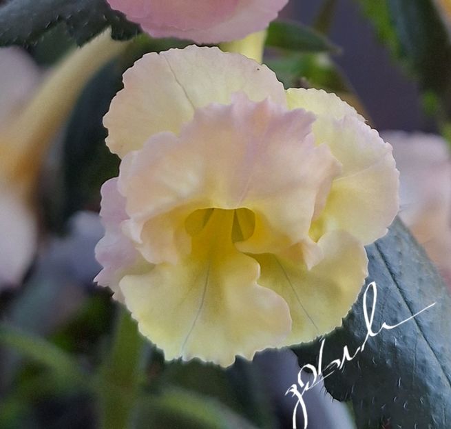  - Yellow English Rose