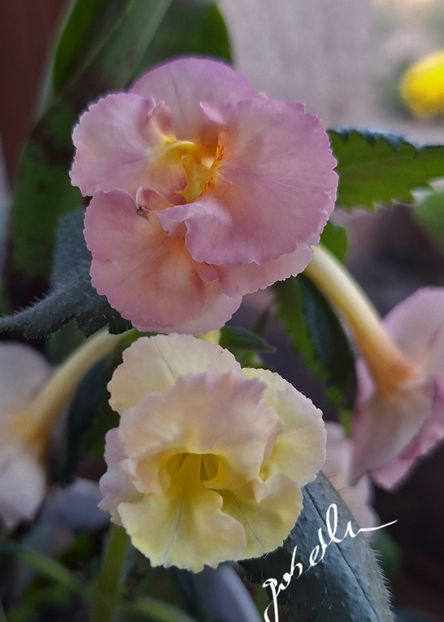  - Yellow English Rose
