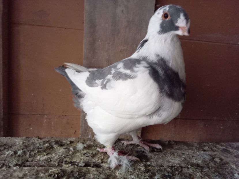 M. Vândut - Agh vanduti 2018 -2019-2020-2021-2022-2024
