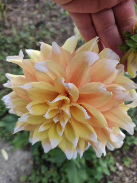 IMG-2023.10.21 - A doua grădină