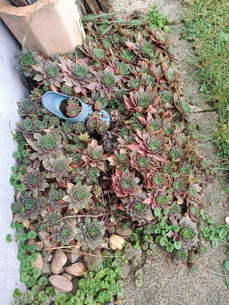 Img. 2023.10.14 - A doua grădină