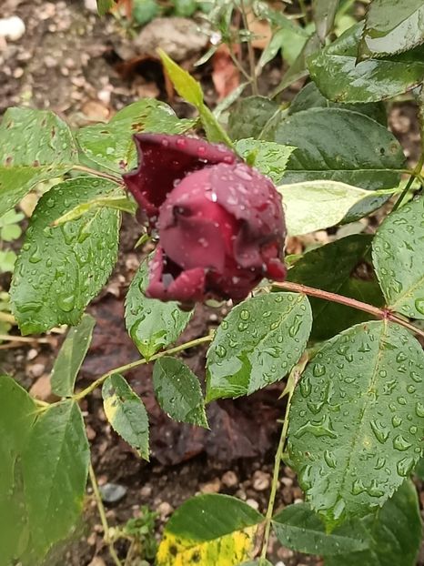 Img. 2023.10.14 - A doua grădină