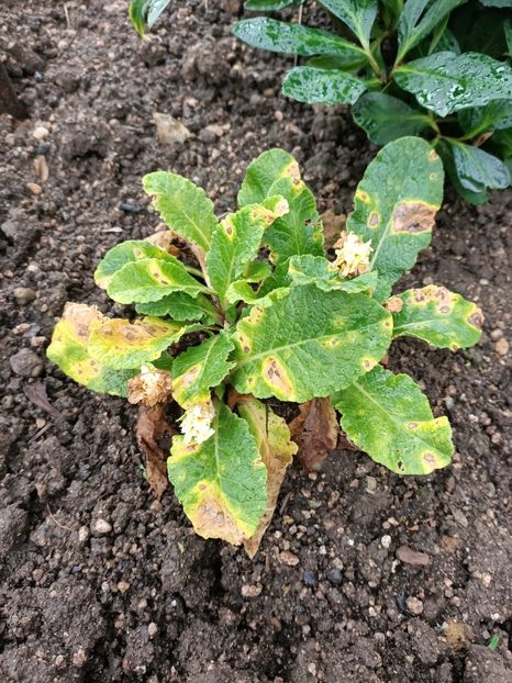 Img.2023.10.14 - A doua grădină