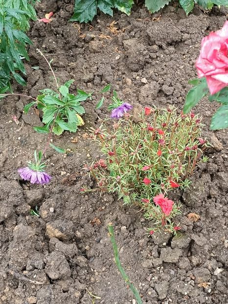 Img.2023.10.14 - A doua grădină