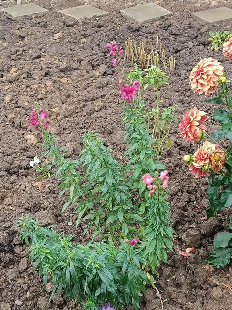 Img.2023.10.14 - A doua grădină