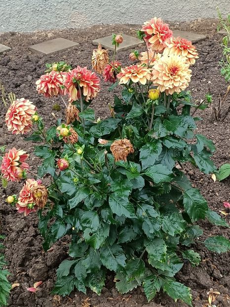 Img.2023.10.14 - A doua grădină