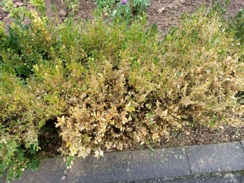 Img.2023.10.14 - A doua grădină